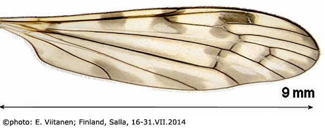 wing