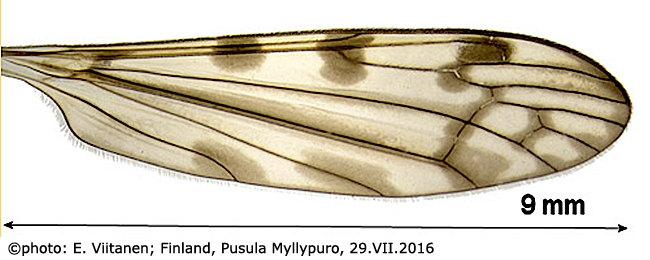 wing
