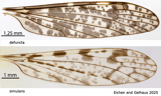 wing