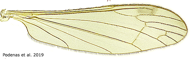 wing