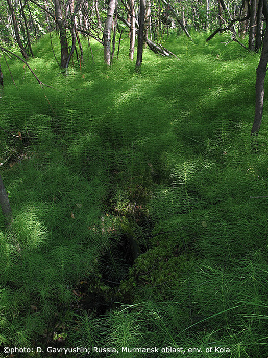 habitat