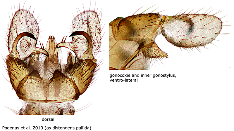 hypopygium