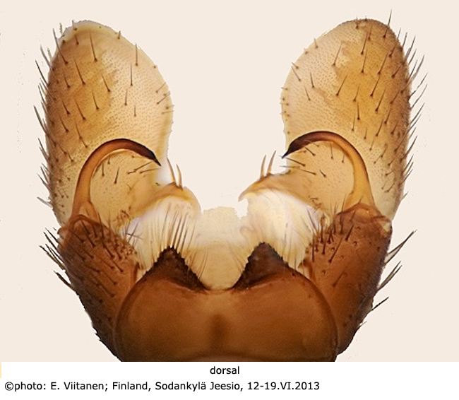 hypopygium