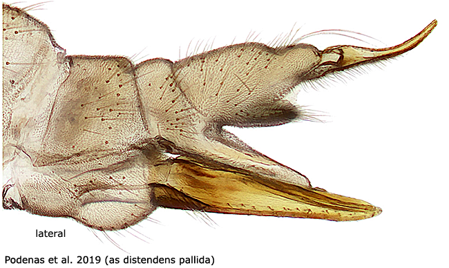 ovipositor