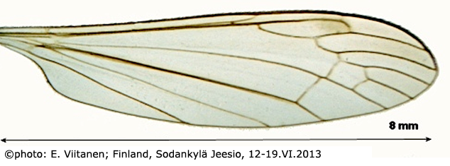 wing