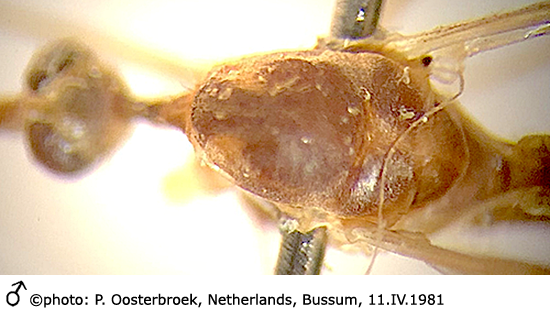 body part(s) - thorax