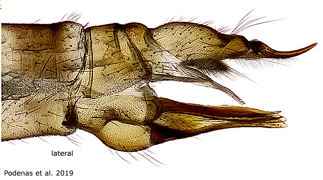 ovipositor