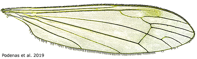 wing