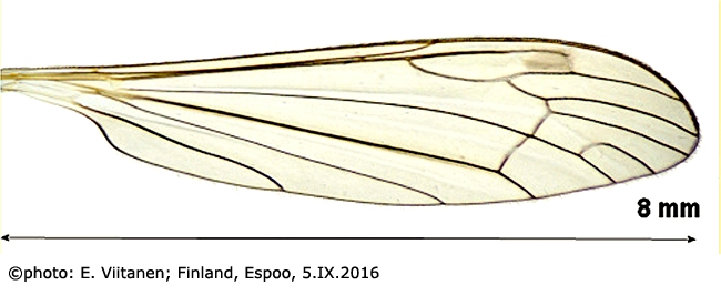 wing