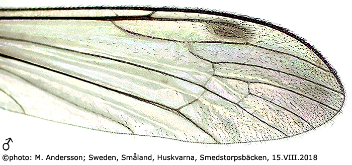 wing
