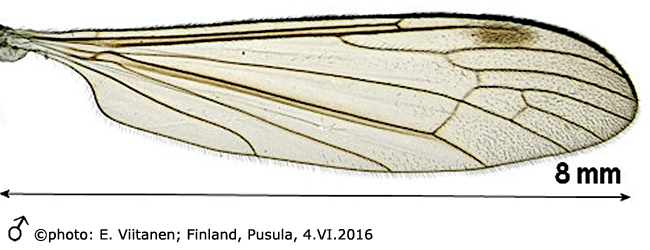 wing