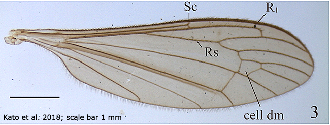 wing