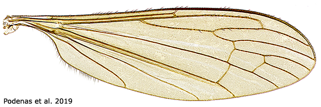 wing