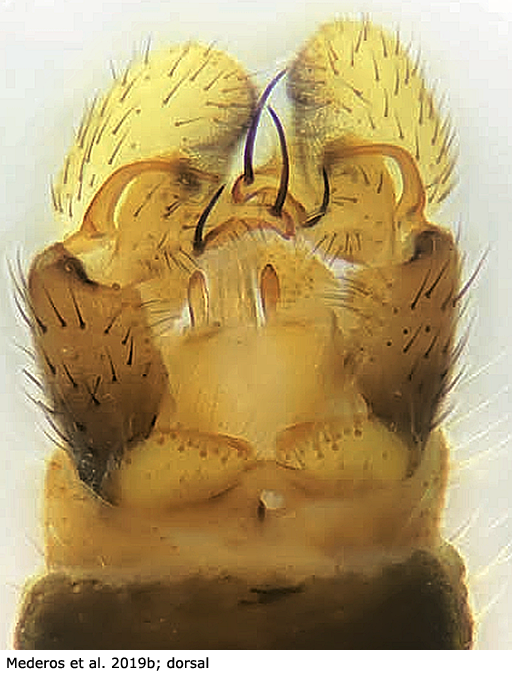 hypopygium