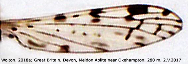 wing