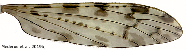 wing