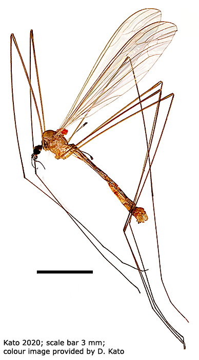 habitus - male