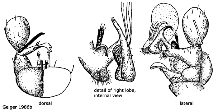 hypopygium