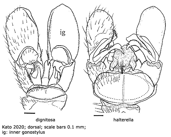 hypopygium