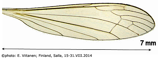 wing