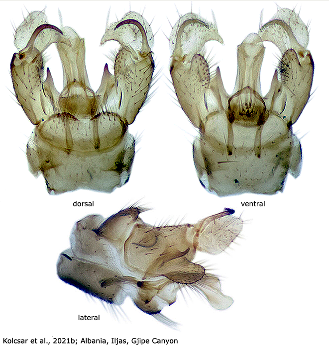 hypopygium