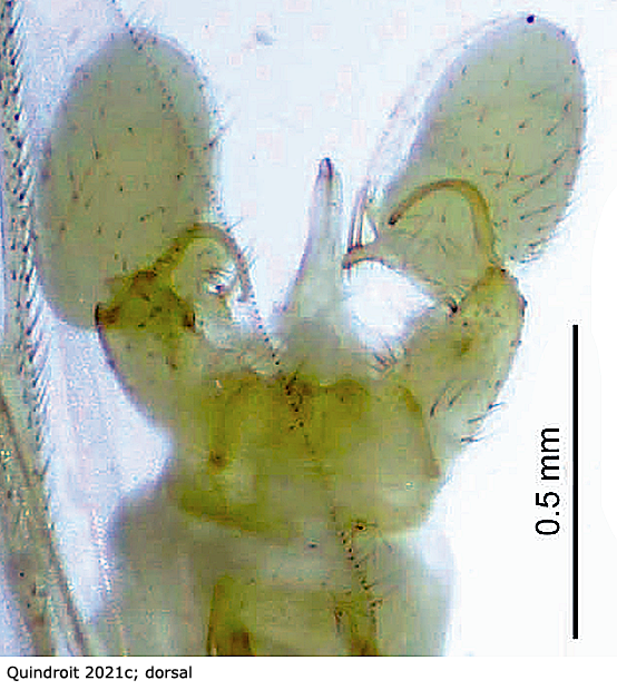 hypopygium