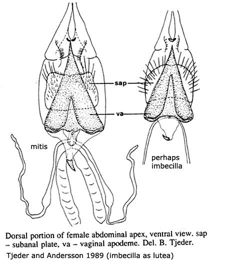 ovipositor