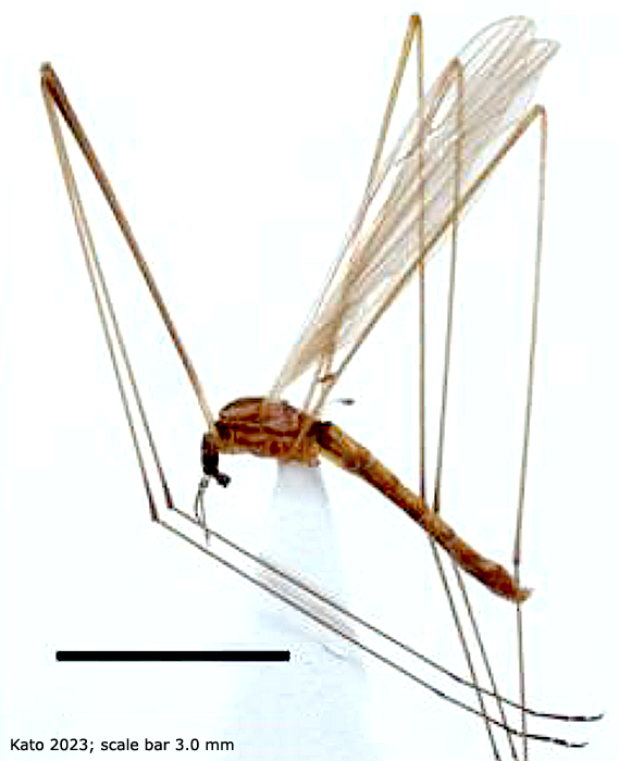 habitus - male