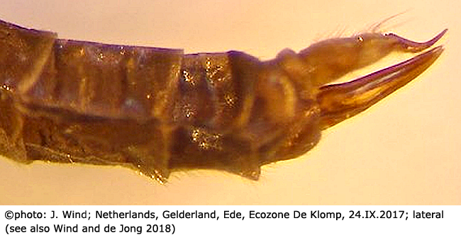 ovipositor