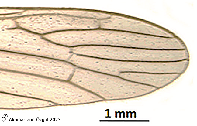 wing