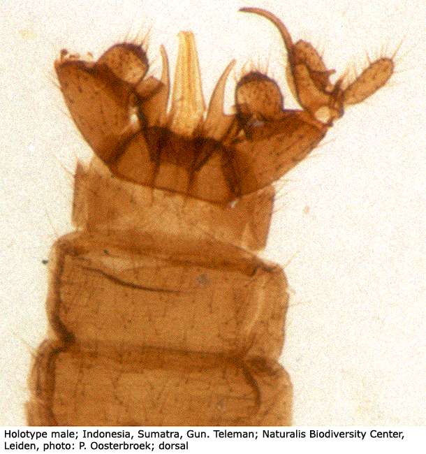 hypopygium