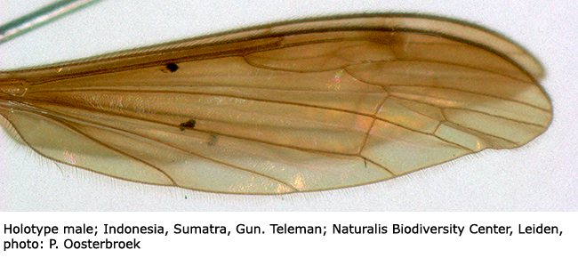 wing