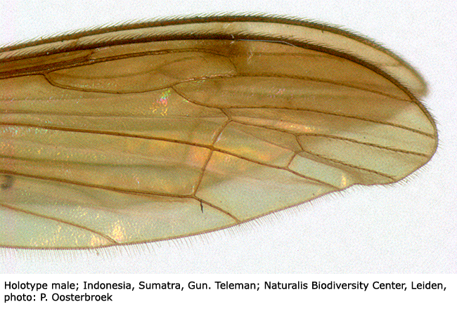 wing