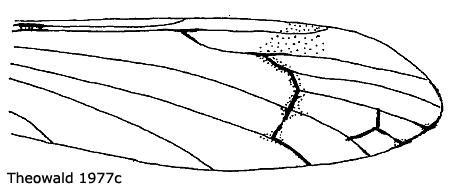 wing