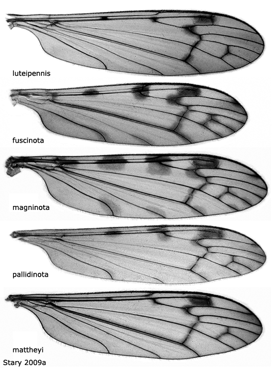 wing