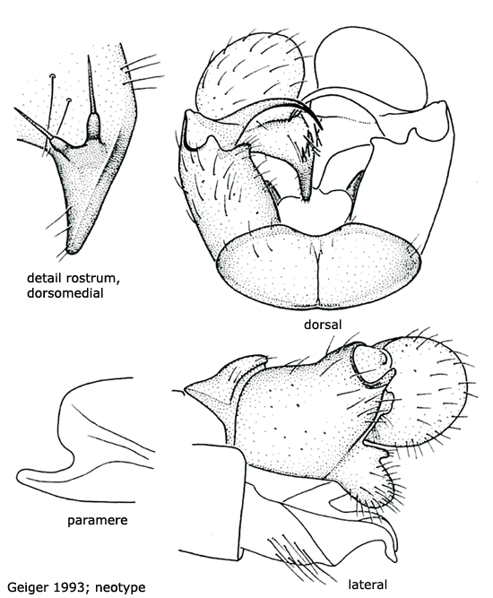hypopygium