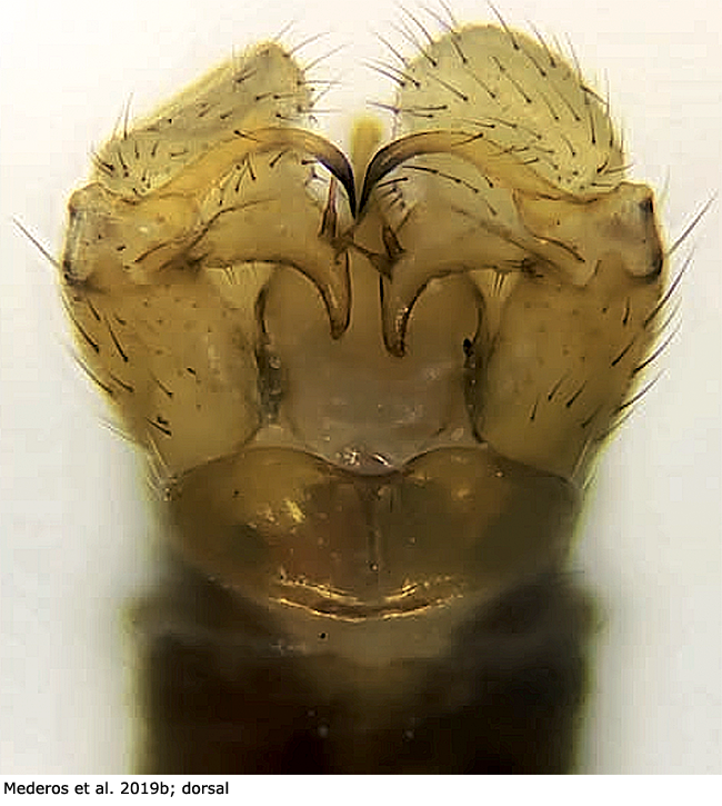 hypopygium