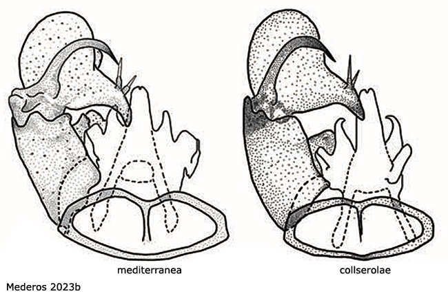 hypopygium