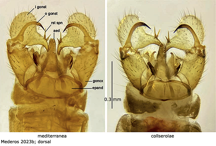 hypopygium