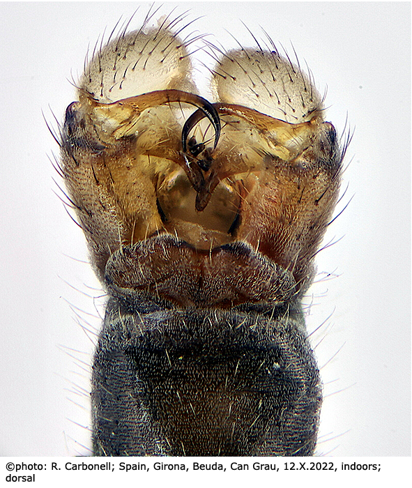 hypopygium