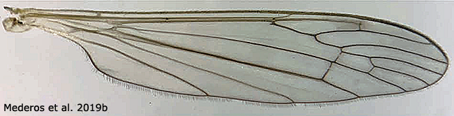 wing