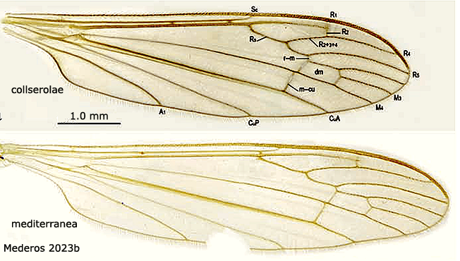 wing