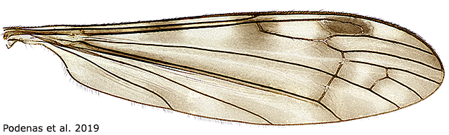 wing