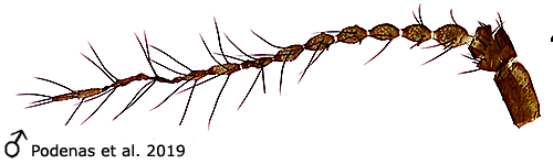 body part(s) - antenna