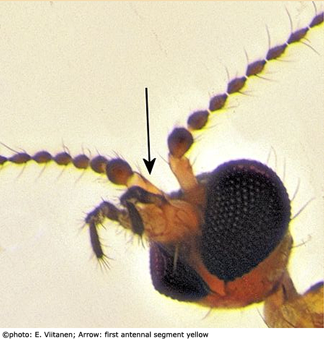 body part(s) - head and antenna