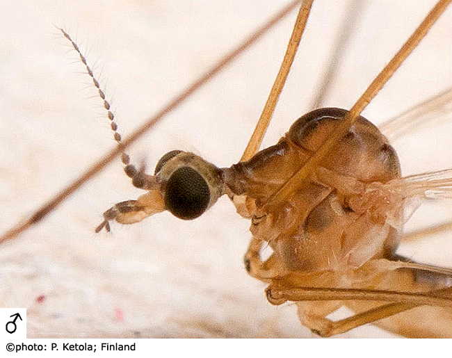 body part(s) - head and thorax