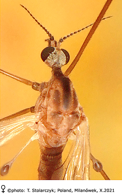 body part(s) - head and thorax