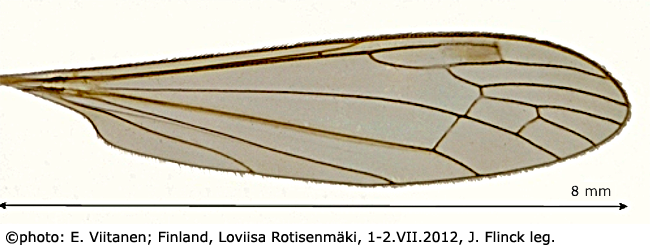 wing