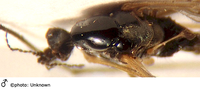 body part(s) - head and thorax