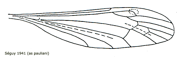 wing